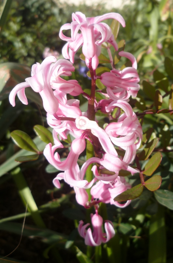 jardin,jardinage,plantes,fleurs,mars,printemps