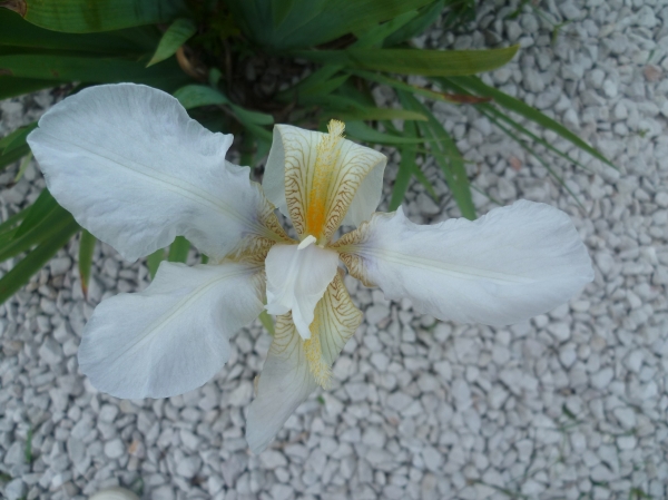 plantes, légumes, jardin, jardinage, fleurs, culture