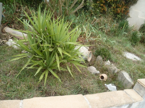jardin,jardinage,octobre,plantations,décor de jardin