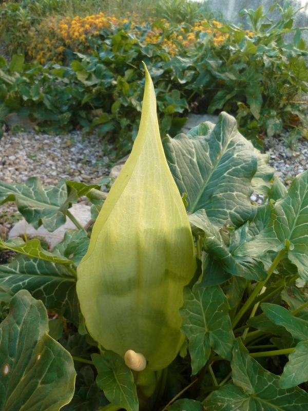 jardin,jardinage,plantes,fleurs,mars,printemps