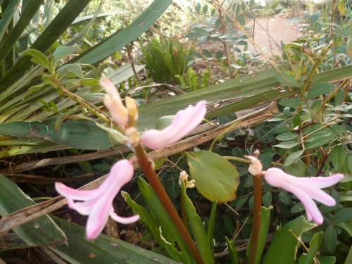 fleurs,jardin,plantes,jardinage,vie à la maison,printemps