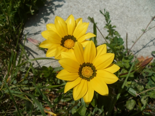 citations,expressions,culture,écriture,fleurs