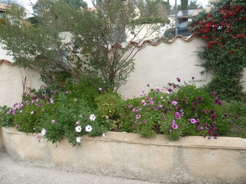 fleurs,marguerite du cap,aster du cap,jasmin,osteospermum,jardinage,hiver