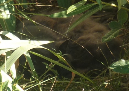 chat,nid,jardin,chien,voisin,vie à la maison