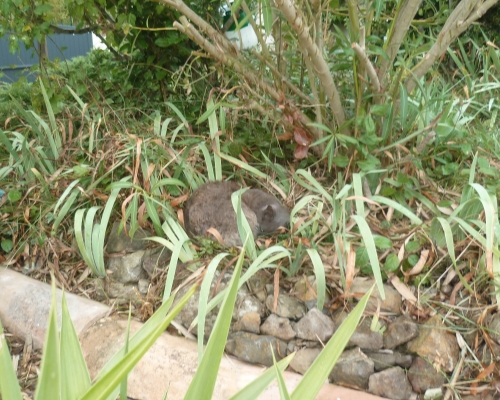 chat,nid,jardin,chien,voisin,vie à la maison