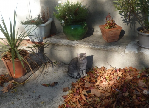 photos,animaux,chats,voyages,loisirs