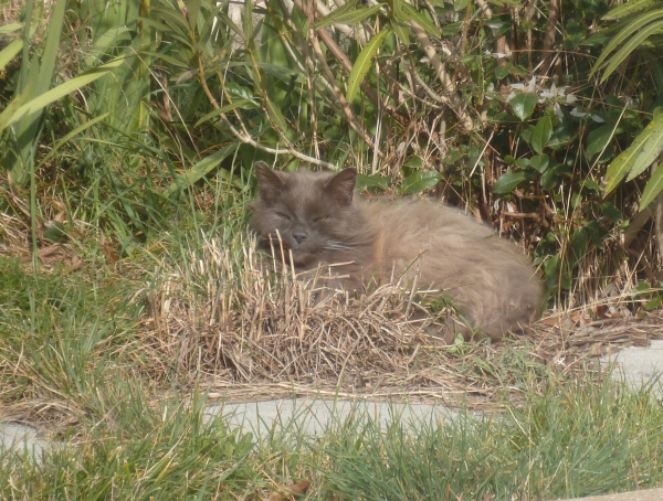 chats,minous,minette,chatte,chatons,jardin,vers,poème,poète