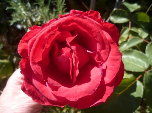 fleurs,plantes,jardin,jardinage,printemps,roses