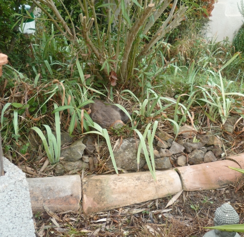 chat,nid,jardin,chien,voisin,vie à la maison