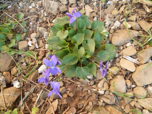 jardin,fleurs,plantes,jardinage,nature