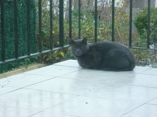 animaux,chats,voisins,vie à la maison,animaux domestiques,jardin,lotissement