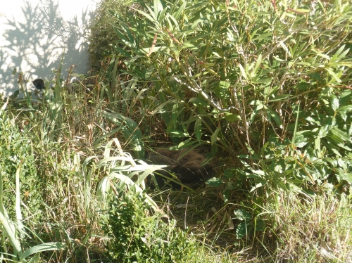 chat,nid,jardin,chien,voisin,vie à la maison