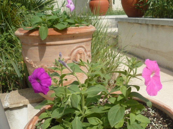 fleurs,plantes,pétunia,cactus raquette,opuntia,jardinage