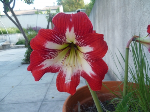 fleurs,plantes,jardin,jardinage,loisirs,campagne