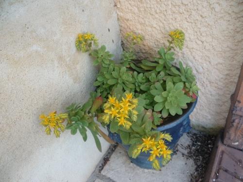 fleurs,jardin,plantes,jardinage,vie à la maison,printemps