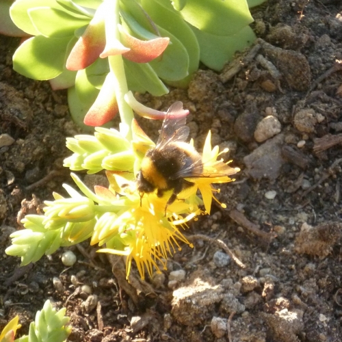 jardin,fleurs,plantes,jardinage,nature