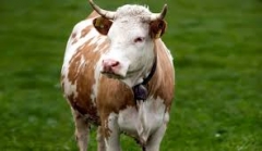 citations,expressions,culture,proverbes