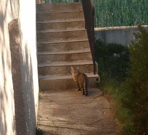 animaux,chats,voisins,vie à la maison,animaux domestiques,jardin,lotissement