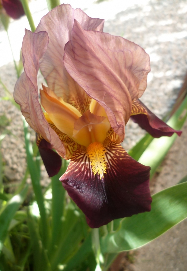 fleurs,iris,jardin,jardinage,saison,printemps