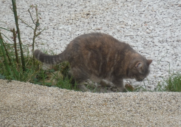 chats,minous,minette,chatte,chatons,jardin,vers,poème,poète