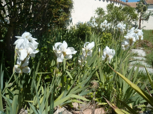 jardin,plantes,fleurs,arbres,jardinage,avril