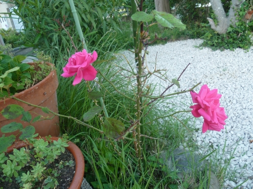fleurs,plantes,jardin,jardinage,loisirs,campagne