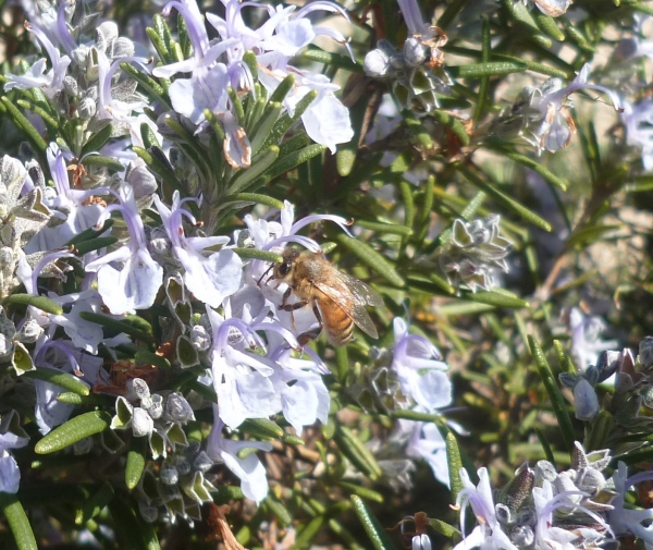 jardin,jardinage,plantes,fleurs,mars,printemps