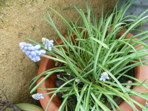 jardin,fleurs,jardinage,printemps,culture