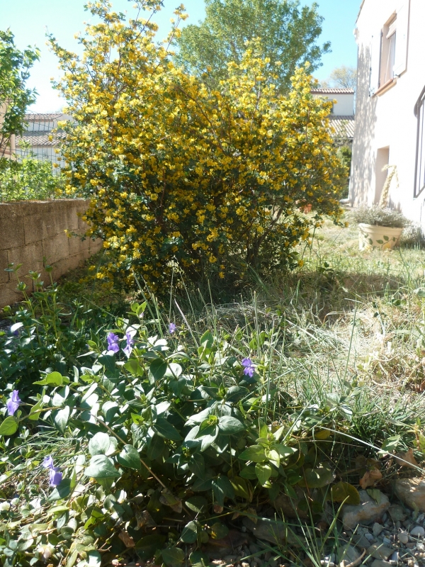 fleurs, jardin, saison, mars, printemps, jardinage, blog