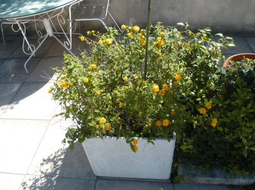 jardin,plantes,fleurs,arbres,jardinage,avril