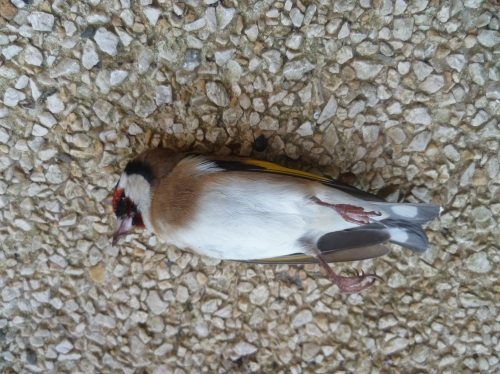 poésie,poème,poète,écriture,vers,oiseaux,mort,culture