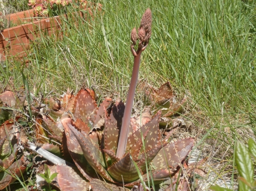 jardin,plantes,fleurs,arbres,jardinage,avril