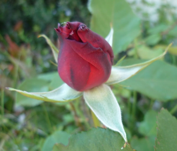 jardin,fleurs,plantes,printemps,jardinnage