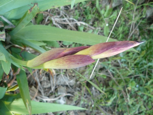 jardin,fleurs,plantes,jardinage,nature