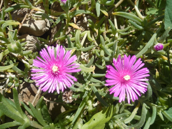 jardin,jardinage,fleurs,plantes,mai,printemps