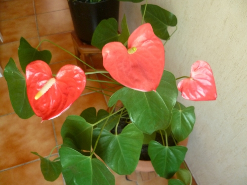 plante,fleurs,décor,intérieur,vie à la maison,main verte