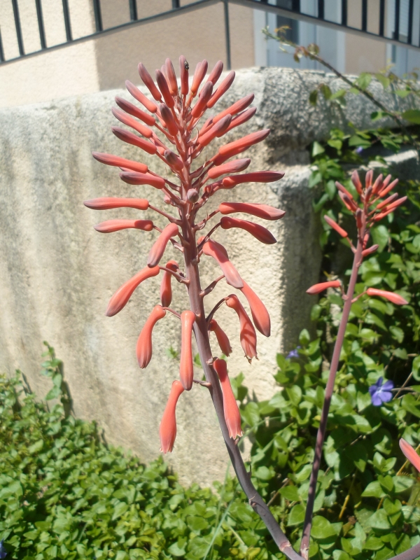 jardin,jardinage,fleurs,plantes,mai,printemps