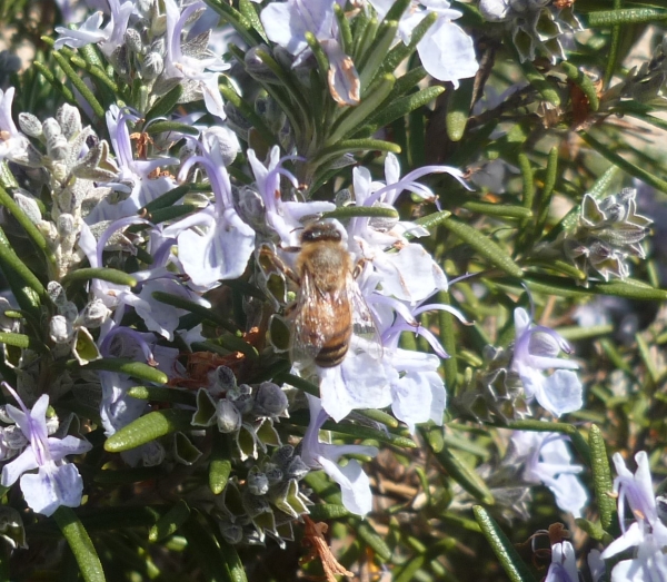 jardin,jardinage,plantes,fleurs,mars,printemps