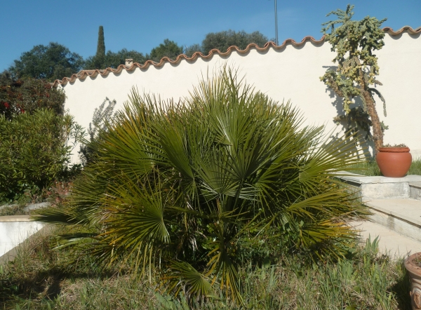 jardin,jardinage,plantes,fleurs,mars,printemps