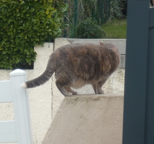 chats,minous,minette,chatte,chatons,jardin,vers,poème,poète