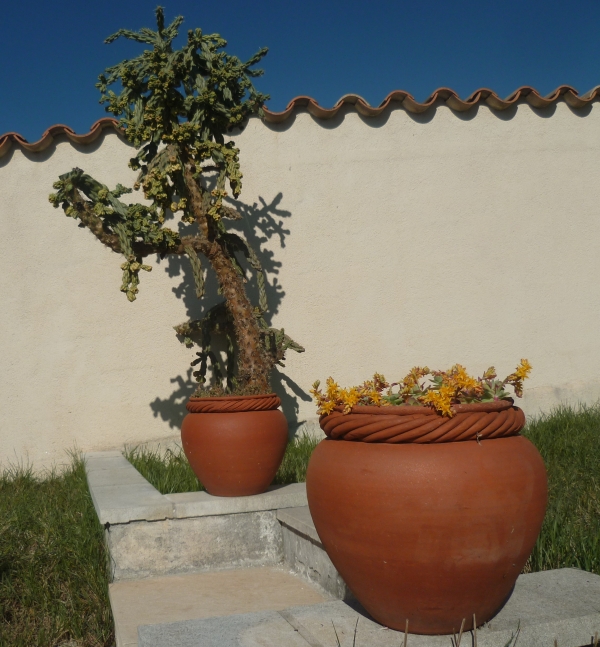 jardin,jardinage,plantes,fleurs,mars,printemps