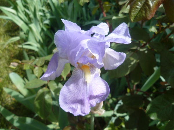 fleurs,iris,jardin,jardinage,saison,printemps