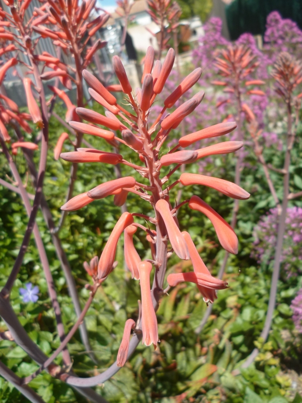 jardin,jardinage,fleurs,plantes,mai,printemps