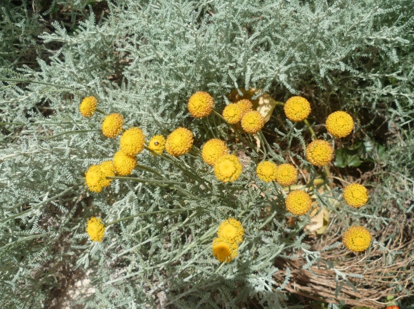 jardin,fleurs,plantes,jardinage,santoline
