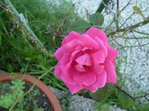 fleurs,plantes,jardin,jardinage,loisirs,campagne